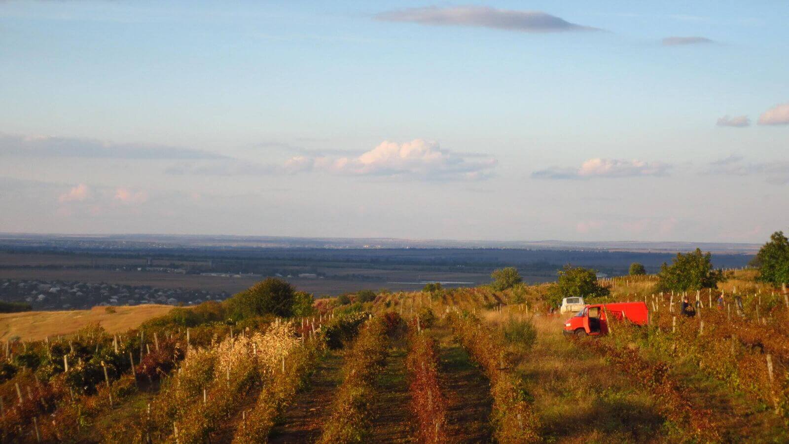 Sun-dappled vineyard rows on rolling hills in central Moldova's Anenii Noi wine district.