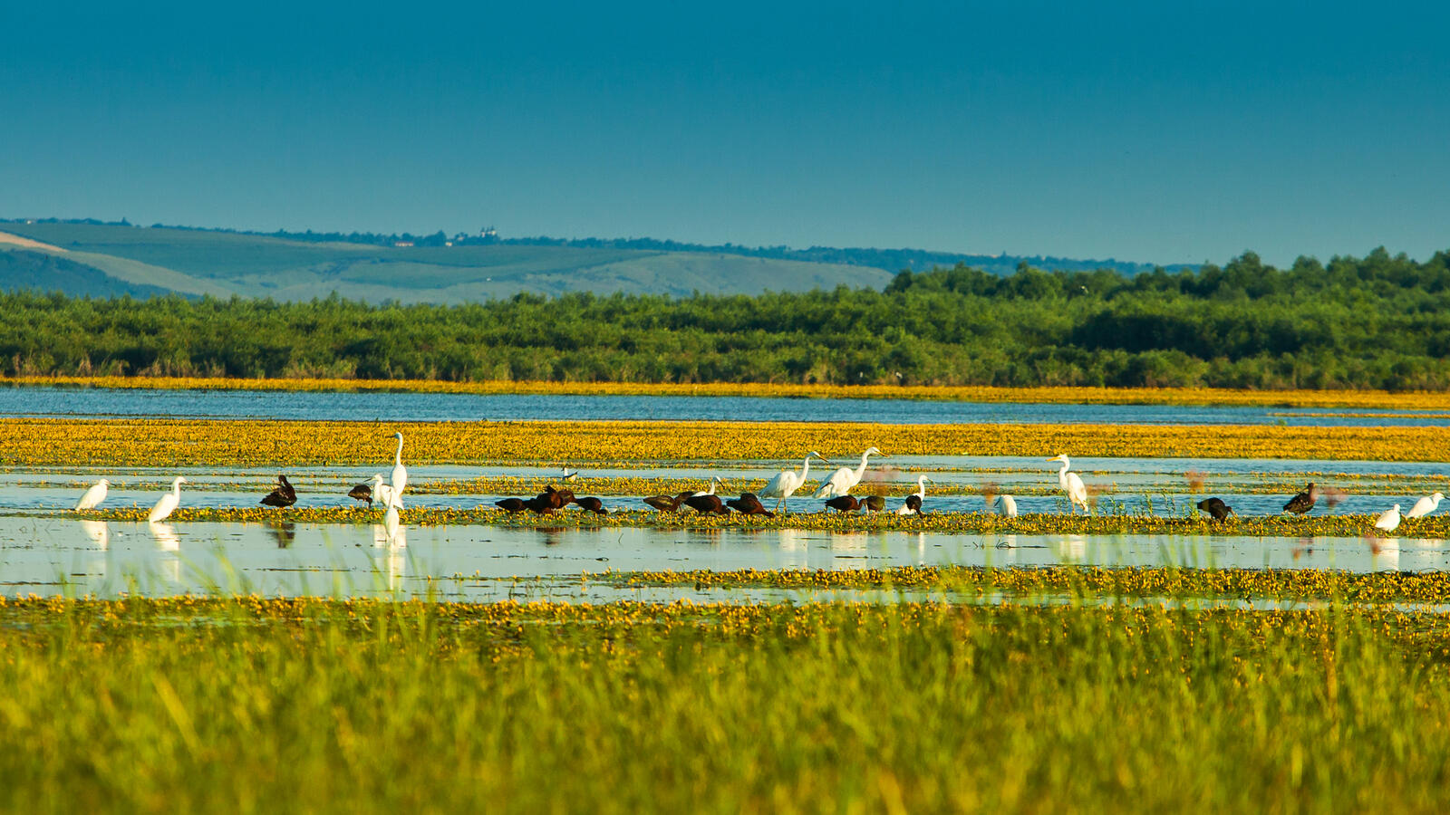 Great white egrets and waterfowl wading across the lily-covered shallows of Lake Beleu in the Lower Prut wetlands, with the Golden Hills ridge on the horizon.