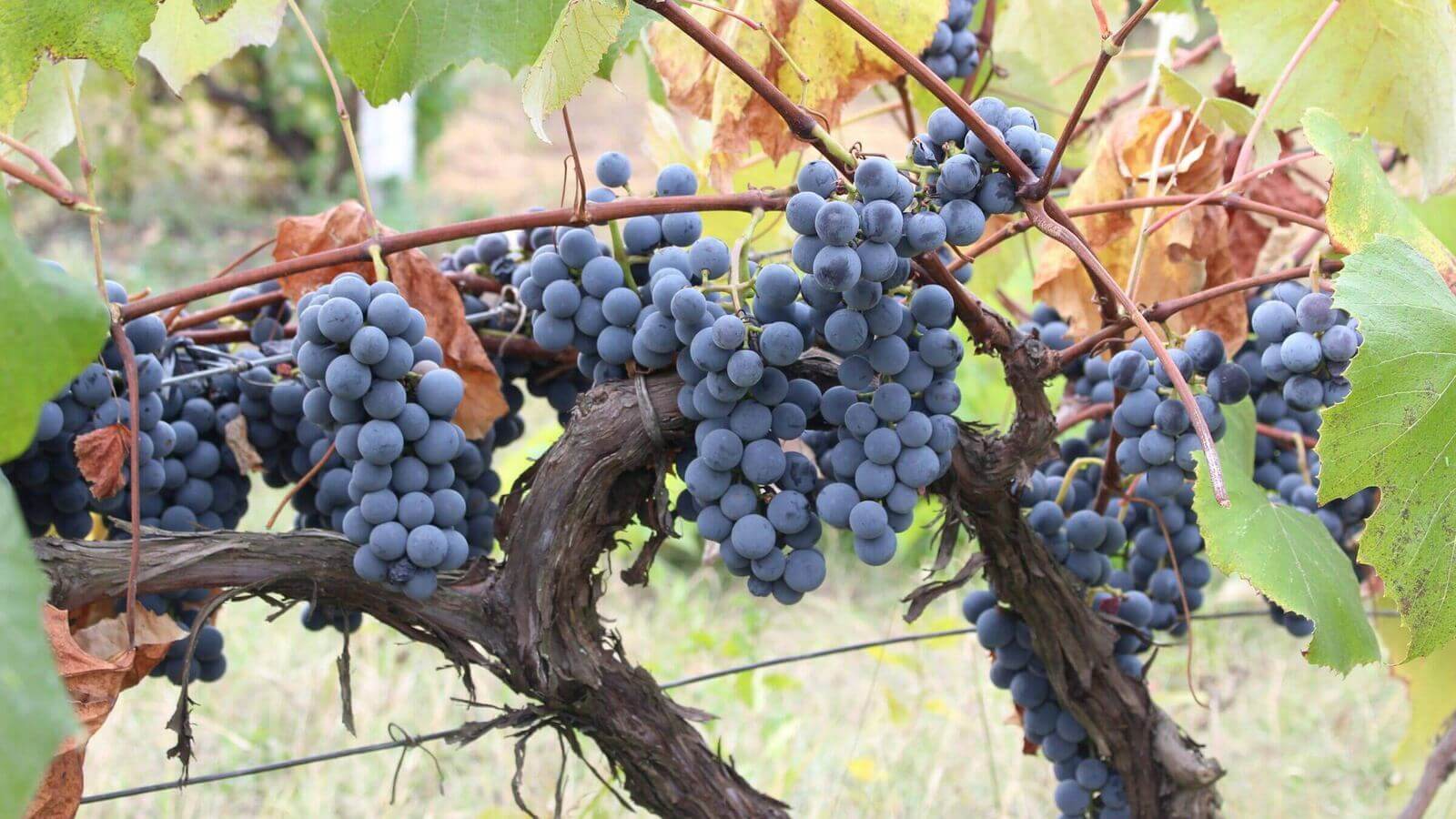 Cluster of dark Isabella grapes hanging from a vine in southern Moldova's wine country.